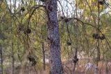 genus Pinus. Часть ствола и ветки с шишками. Израиль, лес Бен-Шемен. 21.08.2020.