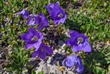 genus Campanula. Цветущее растение. Республика Северная Осетия-Алания, Алагирский р-н, Большой Кавказ, Скалистый хребет, северный склон в р-не Ходского перевала, ≈ 2580 м н.у.м., субальпийский луг. 01.07.2021.