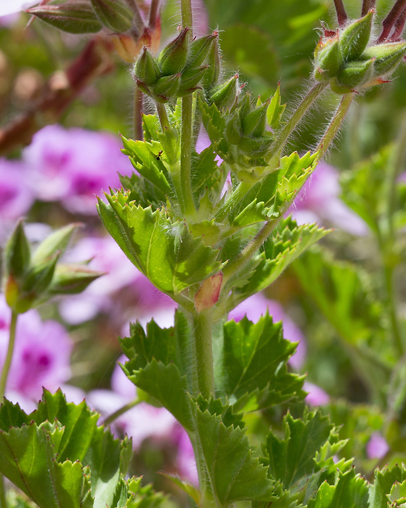 Изображение особи Pelargonium cucullatum.