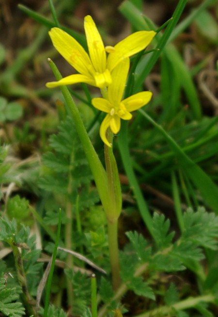 Image of Gagea chlorantha specimen.