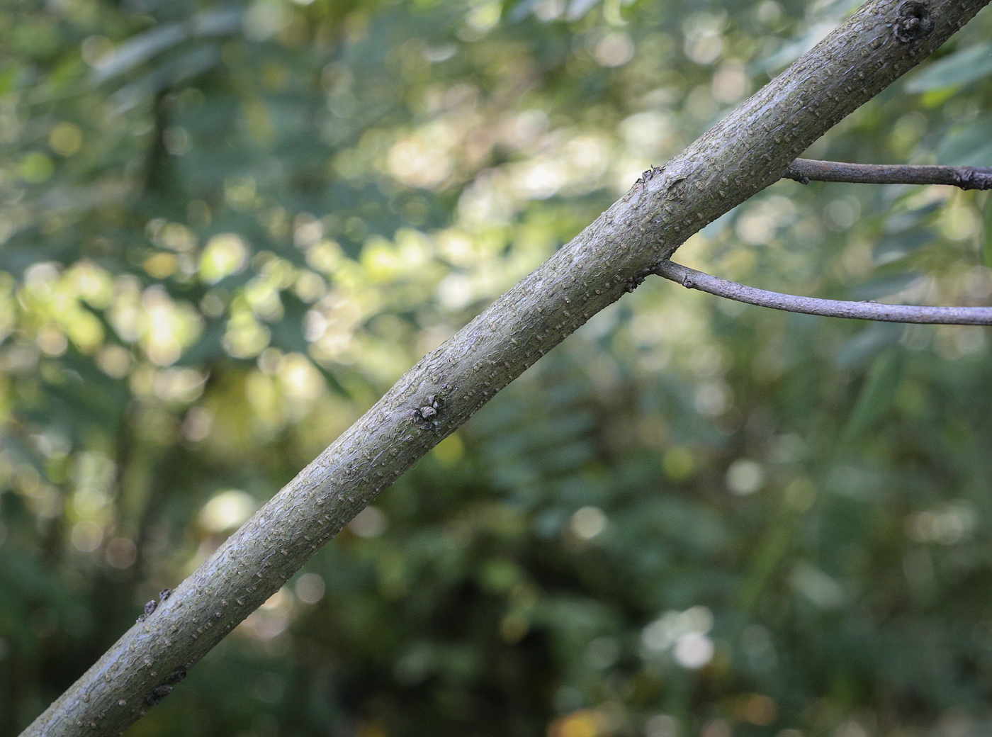 Image of Amorpha fruticosa specimen.