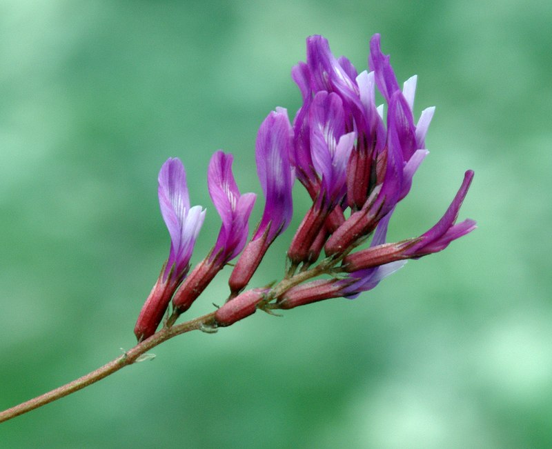 Image of genus Astragalus specimen.