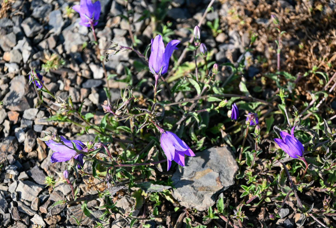 Image of Campanula hohenackeri specimen.