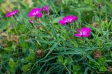Смотреть изображение Dianthus caucaseus