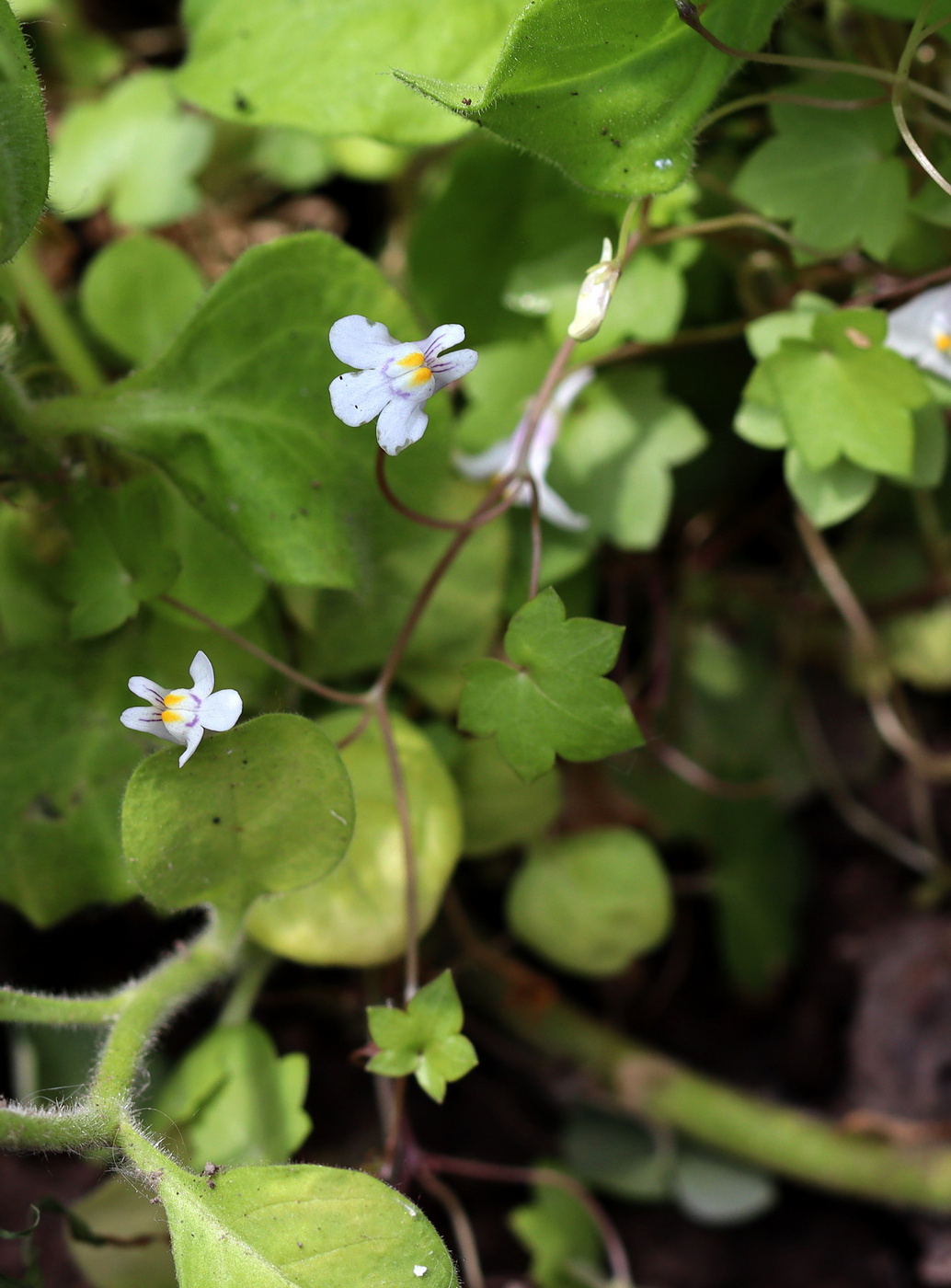 Изображение особи Cymbalaria muralis.