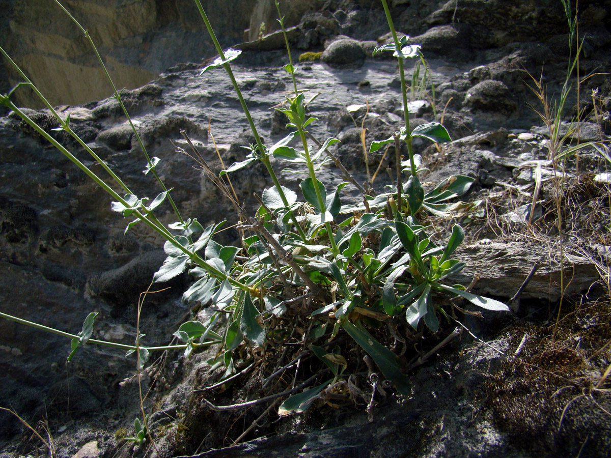 Image of Silene schugnanica specimen.