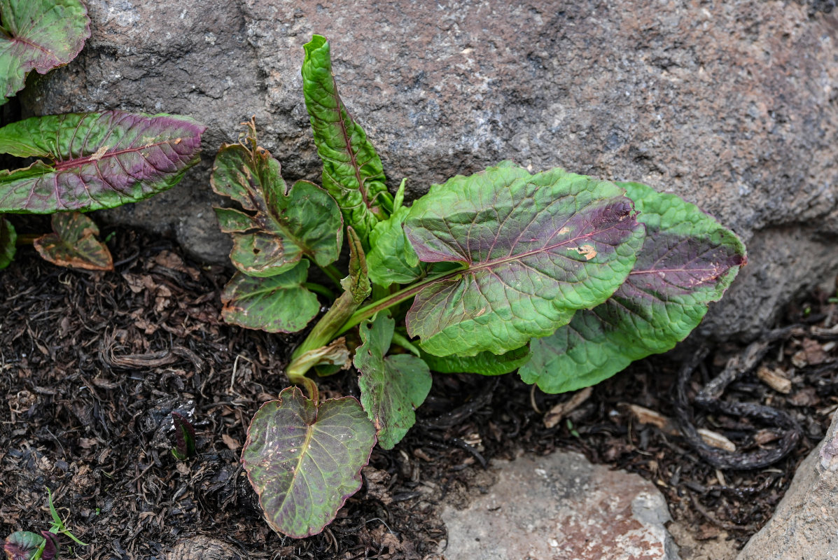 Image of genus Rumex specimen.