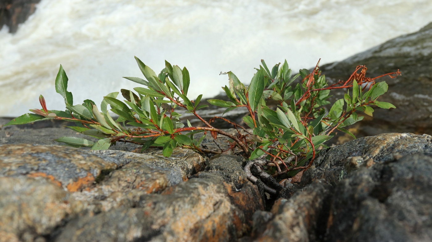 Изображение особи Salix phylicifolia.