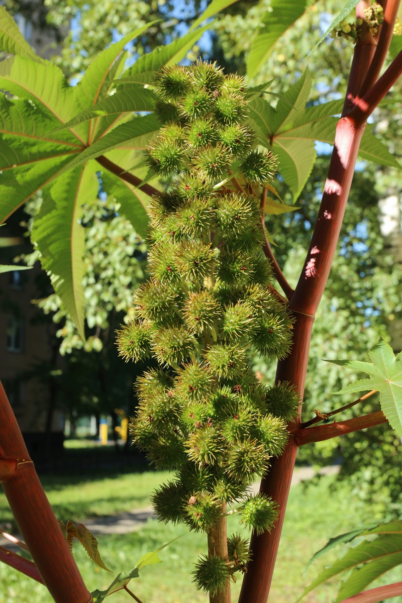 Image of Ricinus communis specimen.