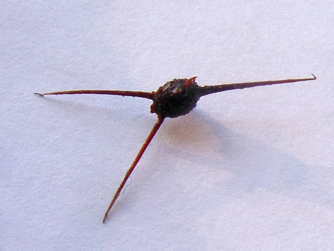 Изображение особи Ceratophyllum pentacanthum.