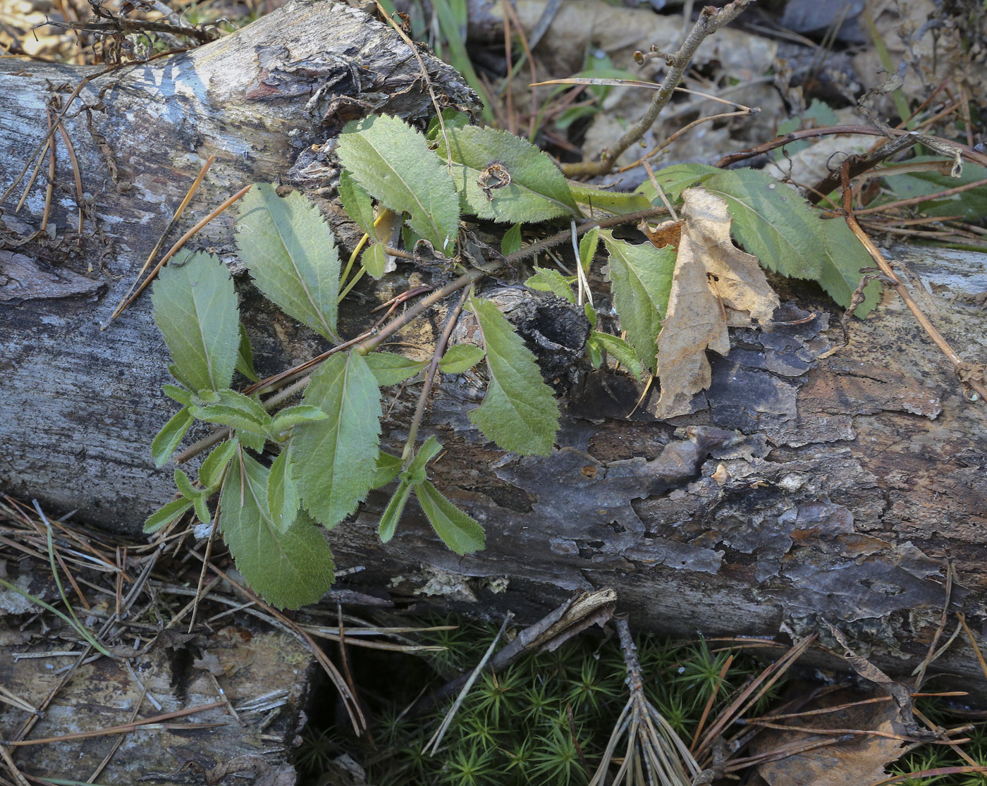 Image of Veronica officinalis specimen.