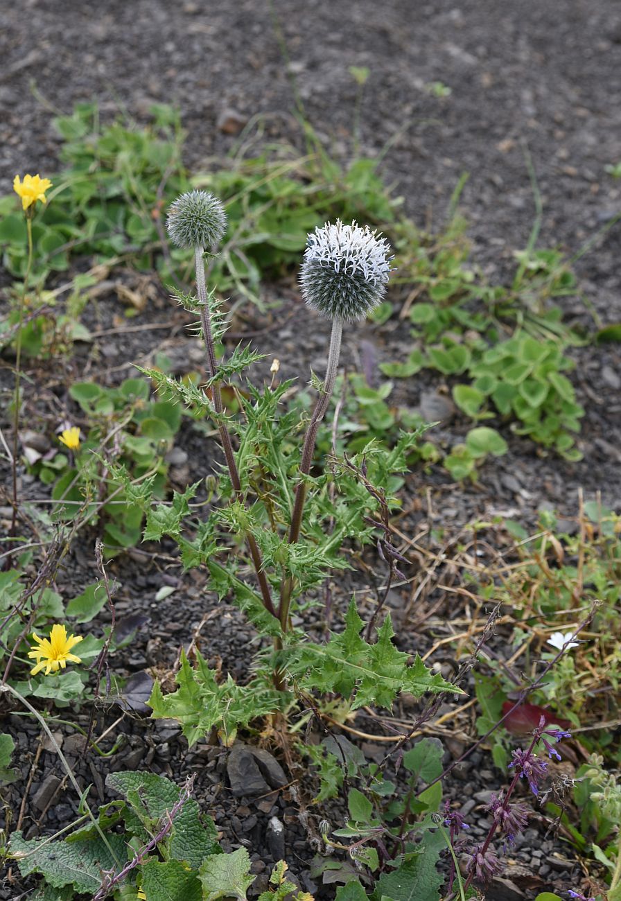 Image of Echinops sphaerocephalus specimen.