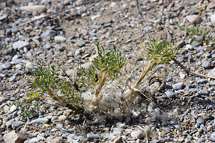 Image of Astragalus pterocephalus specimen.