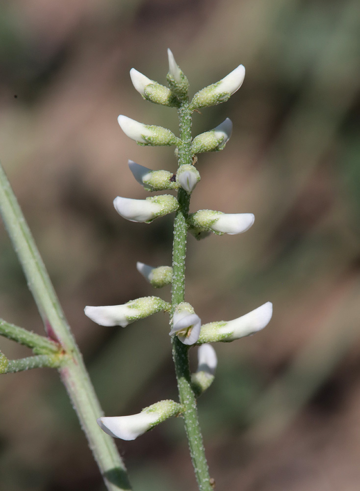 Изображение особи Meristotropis triphylla.