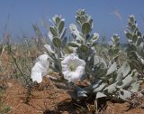 Convolvulus persicus. Цветущее растение. Дагестан, Каякентский р-н, 5 км ЮВ с. Новокаякент, побережье Каспийского моря, песчаный пляж. 23 июня 2023 г.