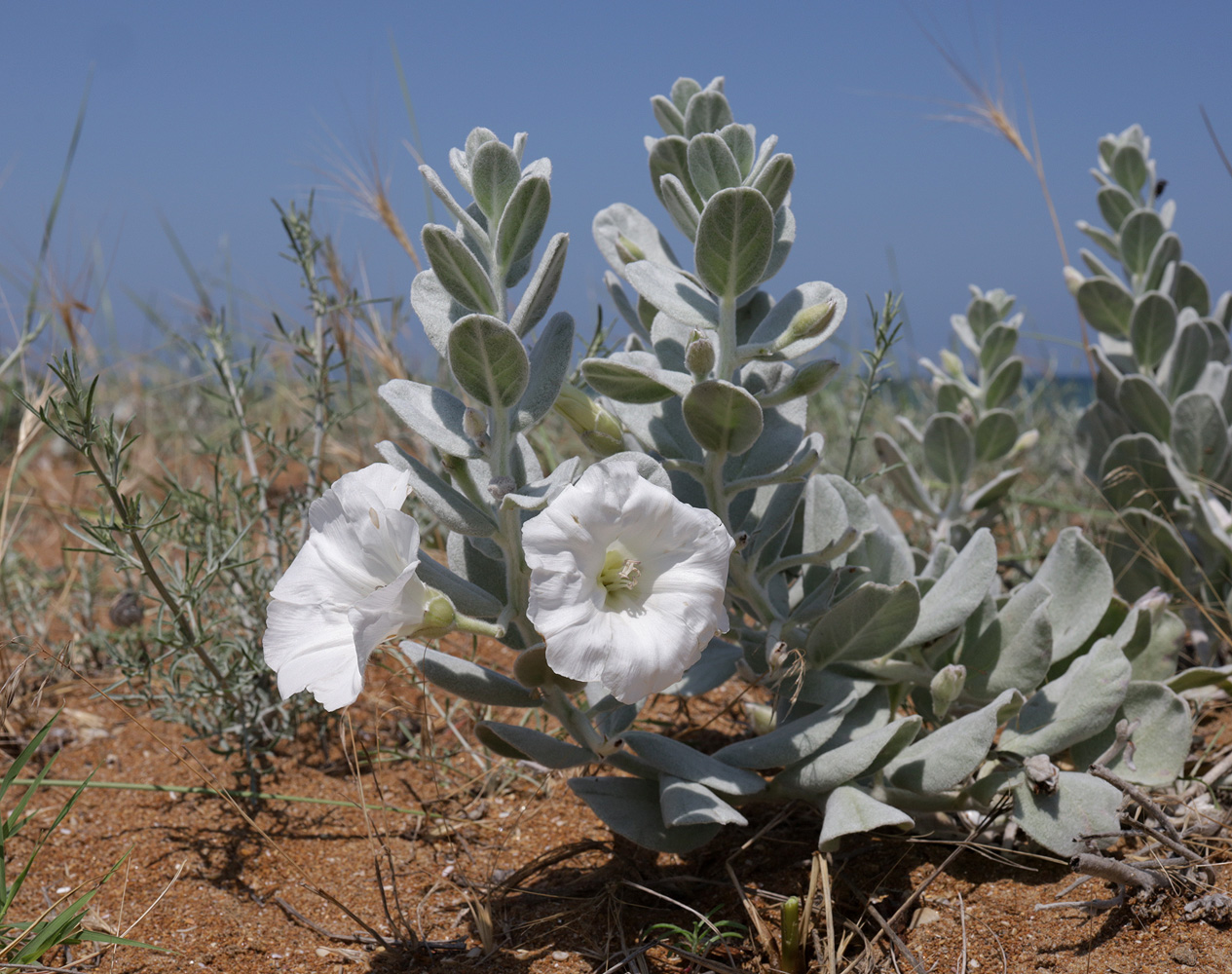 Image of Convolvulus persicus specimen.