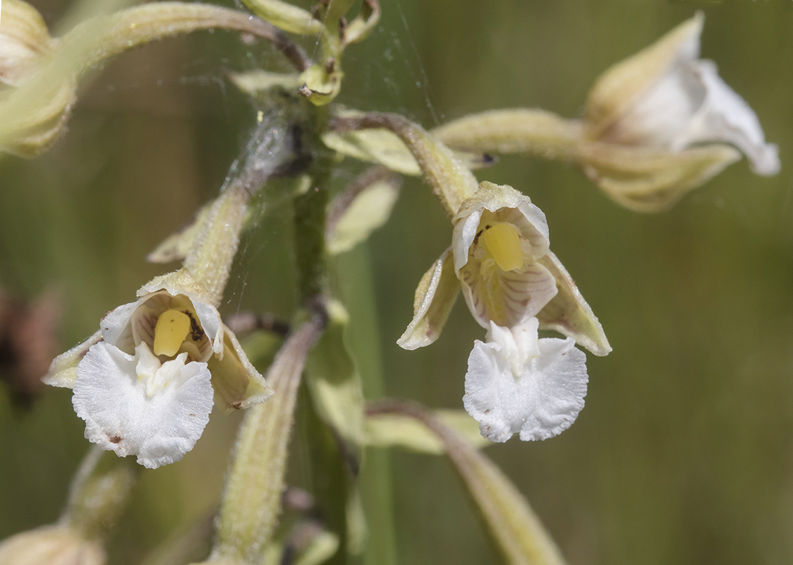 Image of Epipactis palustris specimen.