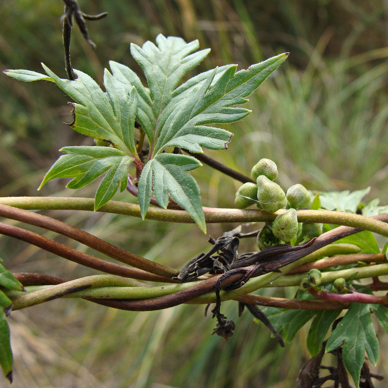 Image of Aconitum sczukinii specimen.