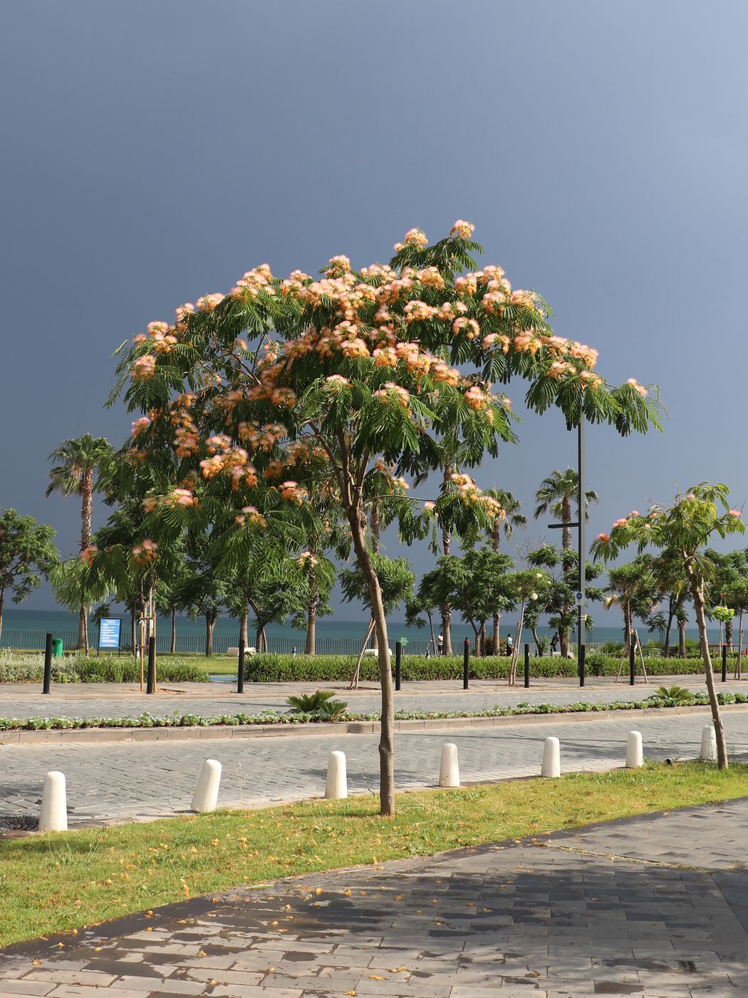 Image of Albizia julibrissin specimen.