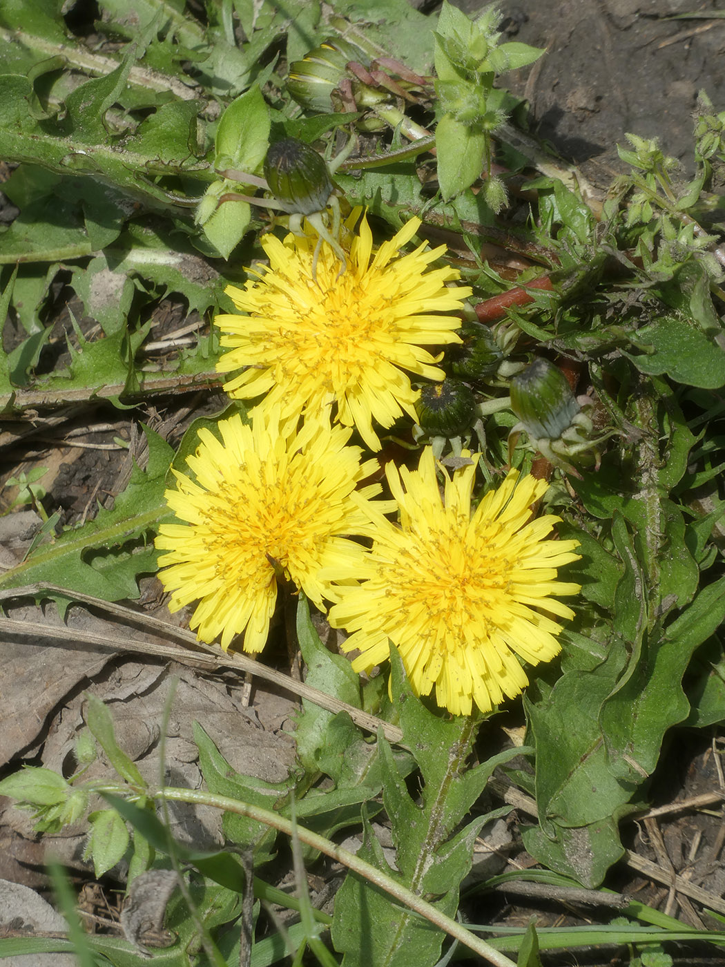 Image of genus Taraxacum specimen.