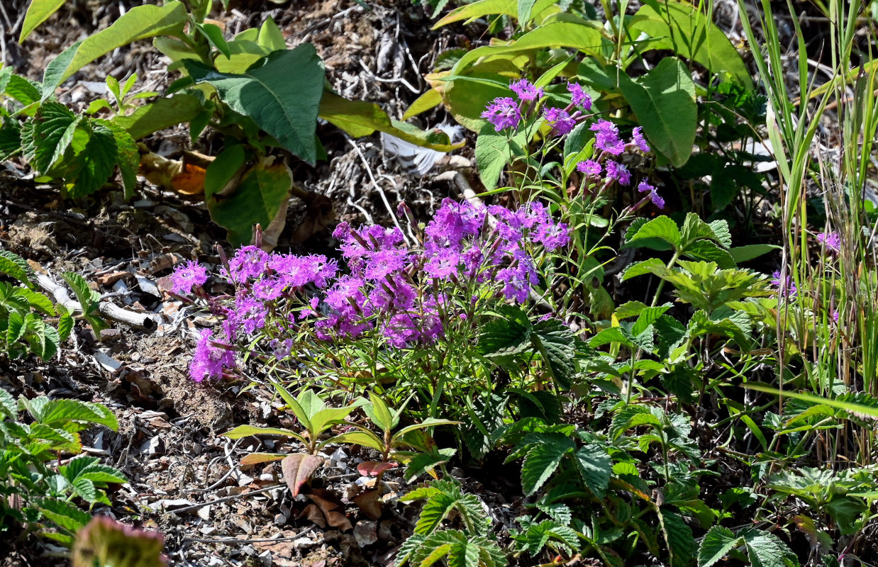 Image of Dianthus superbus specimen.