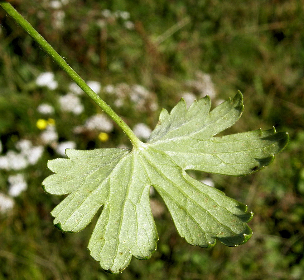 Изображение особи Ranunculus propinquus.