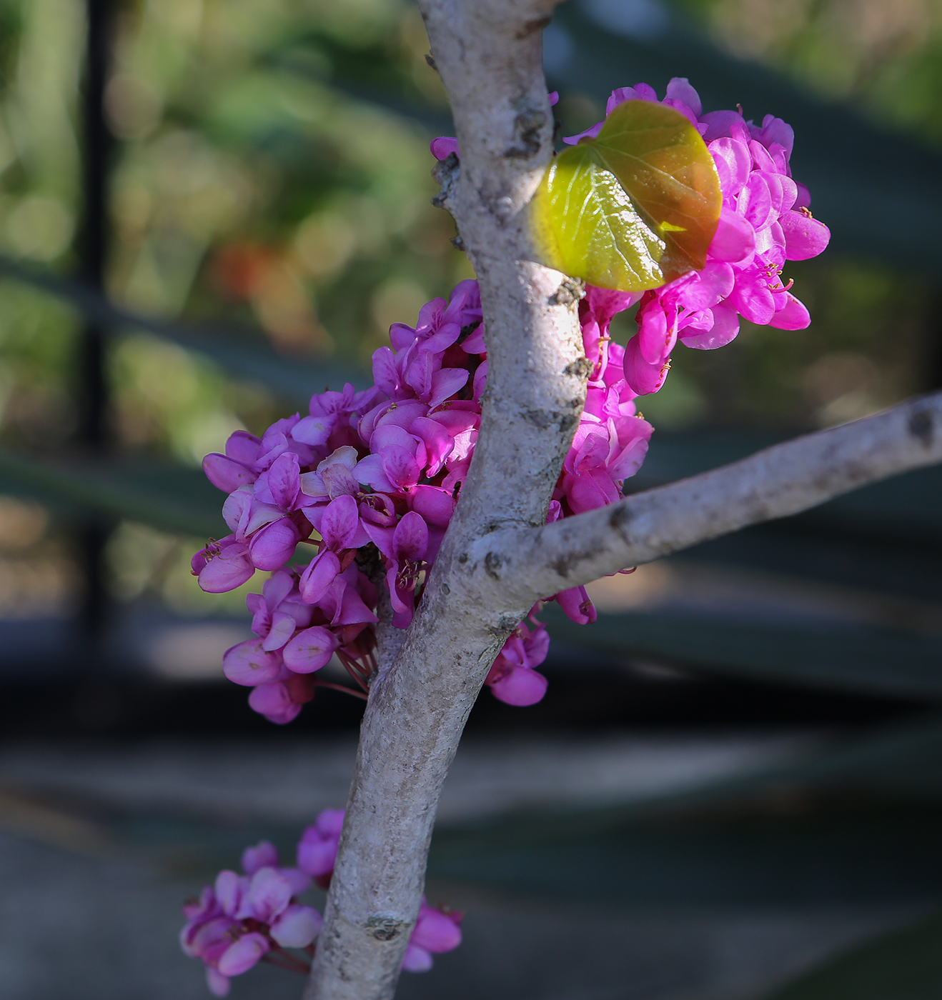 Image of Cercis siliquastrum specimen.