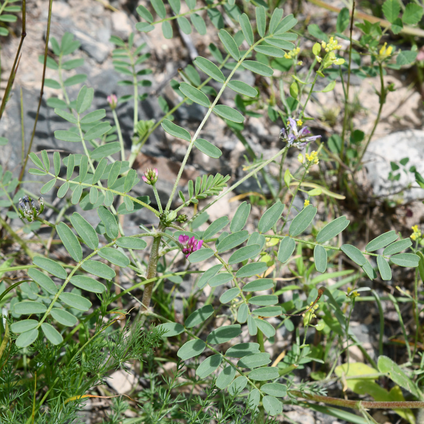 Image of Astragalus psiloglottis specimen.