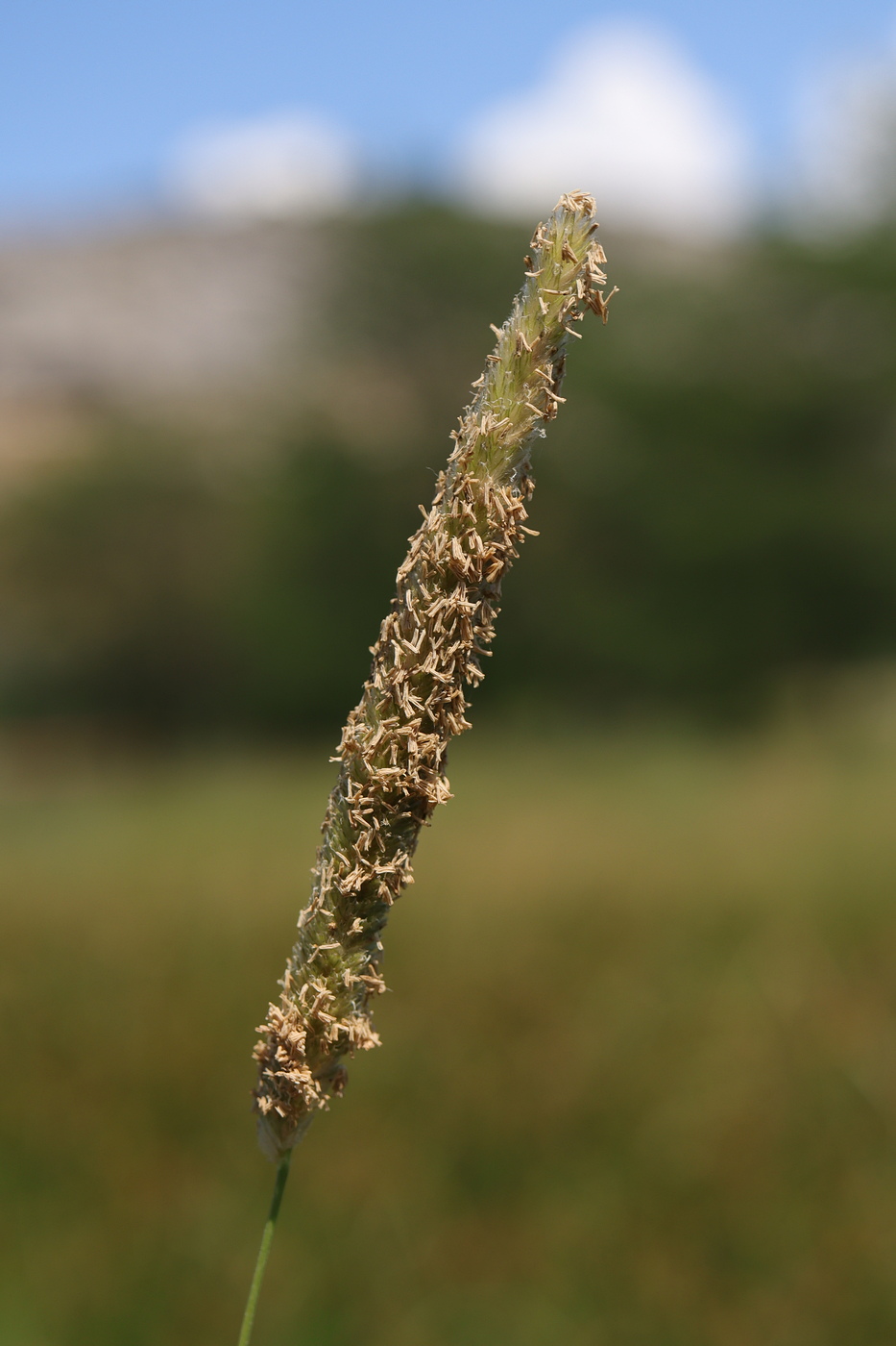 Image of Alopecurus arundinaceus specimen.