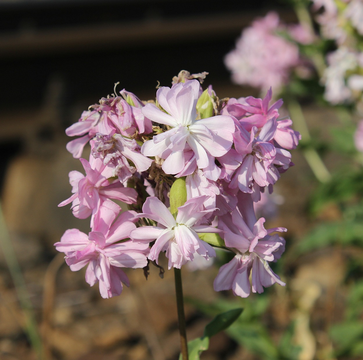 Image of Saponaria officinalis f. pleniflora specimen.