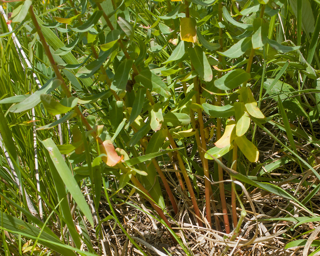 Изображение особи Euphorbia condylocarpa.