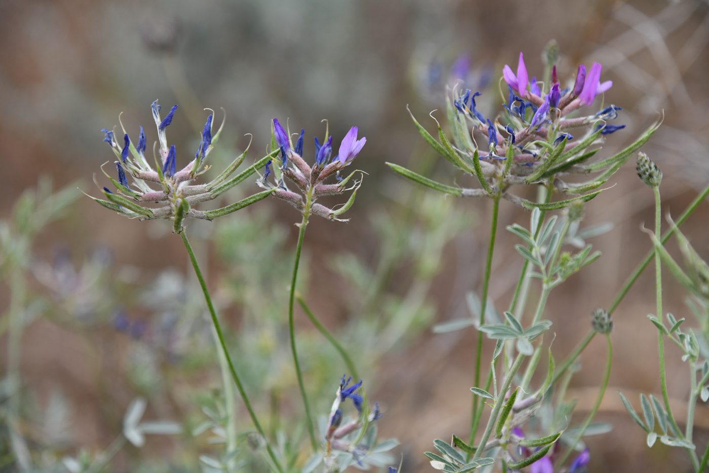 Изображение особи Astragalus arbuscula.