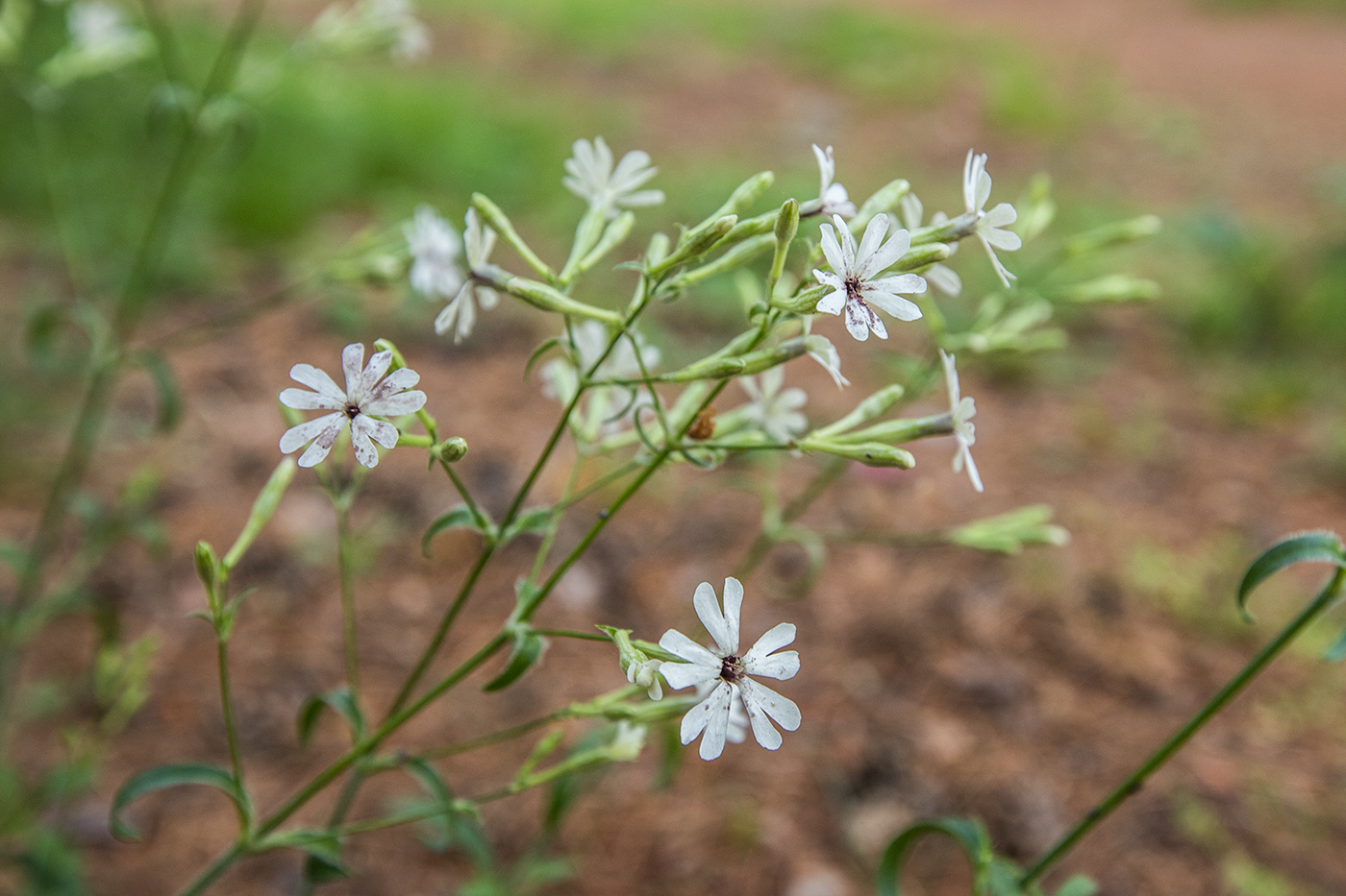 Image of Silene italica specimen.