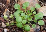 Cochlearia officinalis