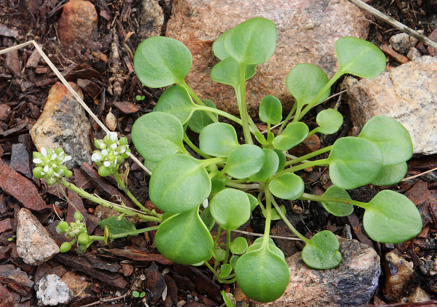 Image of Cochlearia officinalis specimen.