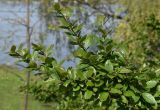 Cotoneaster lucidus