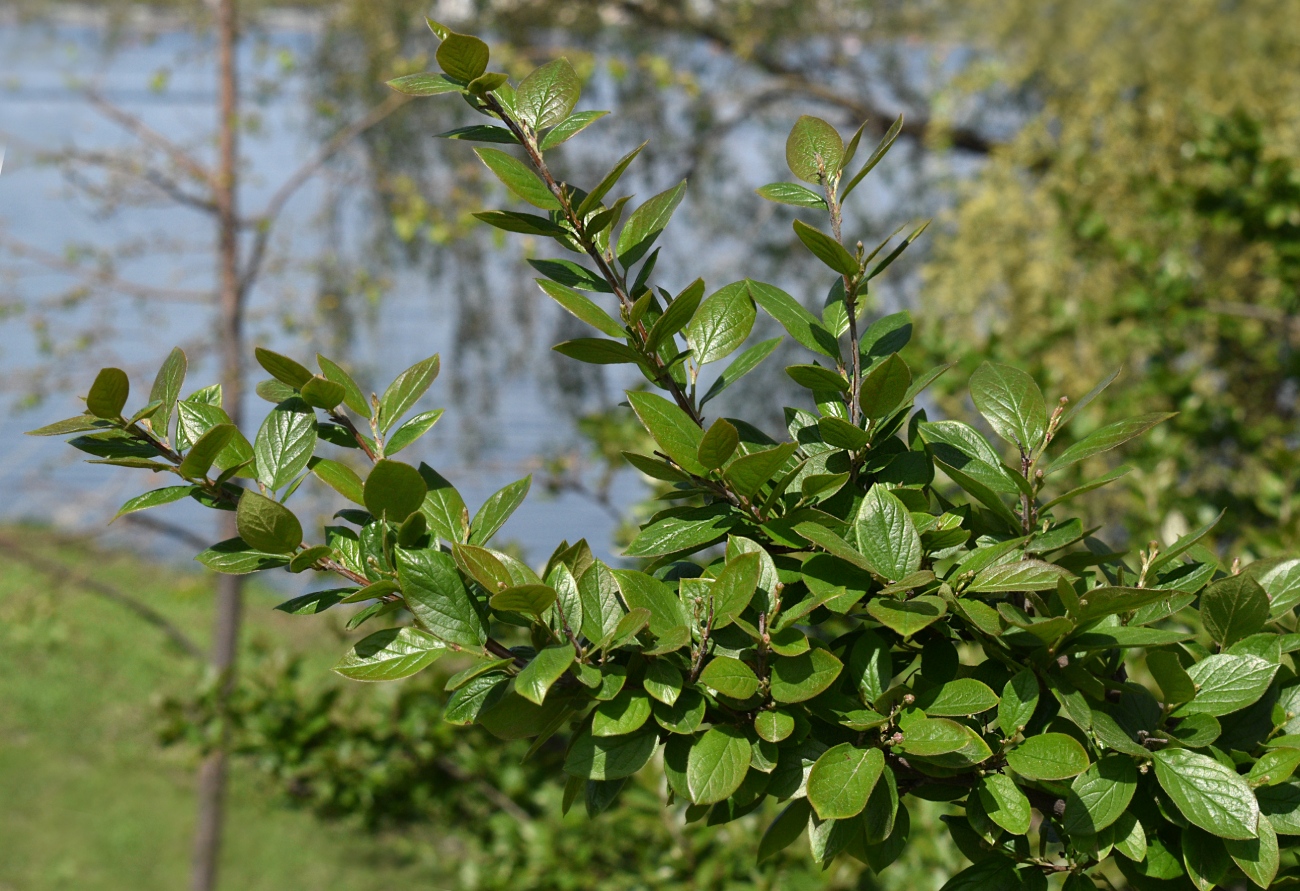 Image of Cotoneaster lucidus specimen.