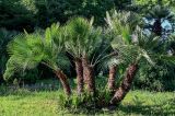 Chamaerops humilis. Вегетирующие растения. Грузия, Аджария, Батумский ботанический сад, в культуре. 16.06.2023.