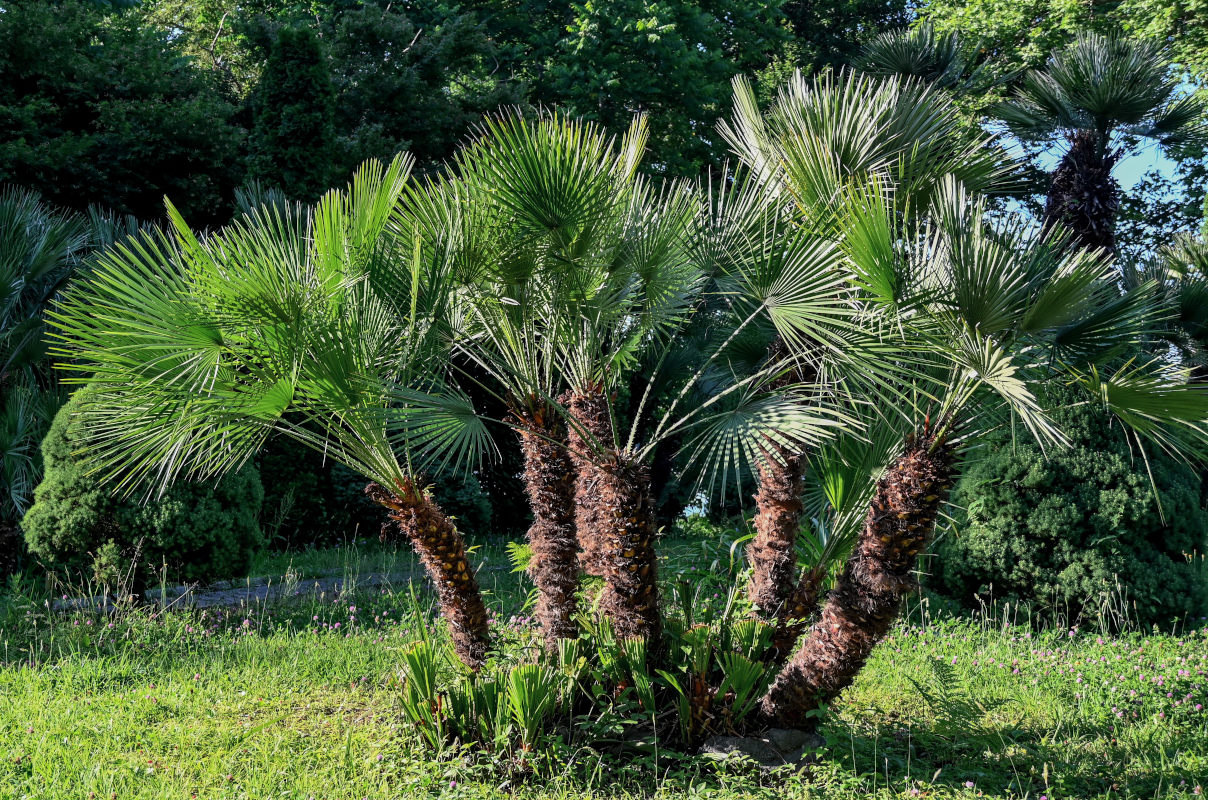 Image of Chamaerops humilis specimen.