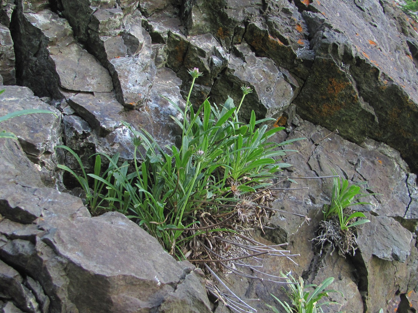 Image of Jurinea sosnowskyi specimen.