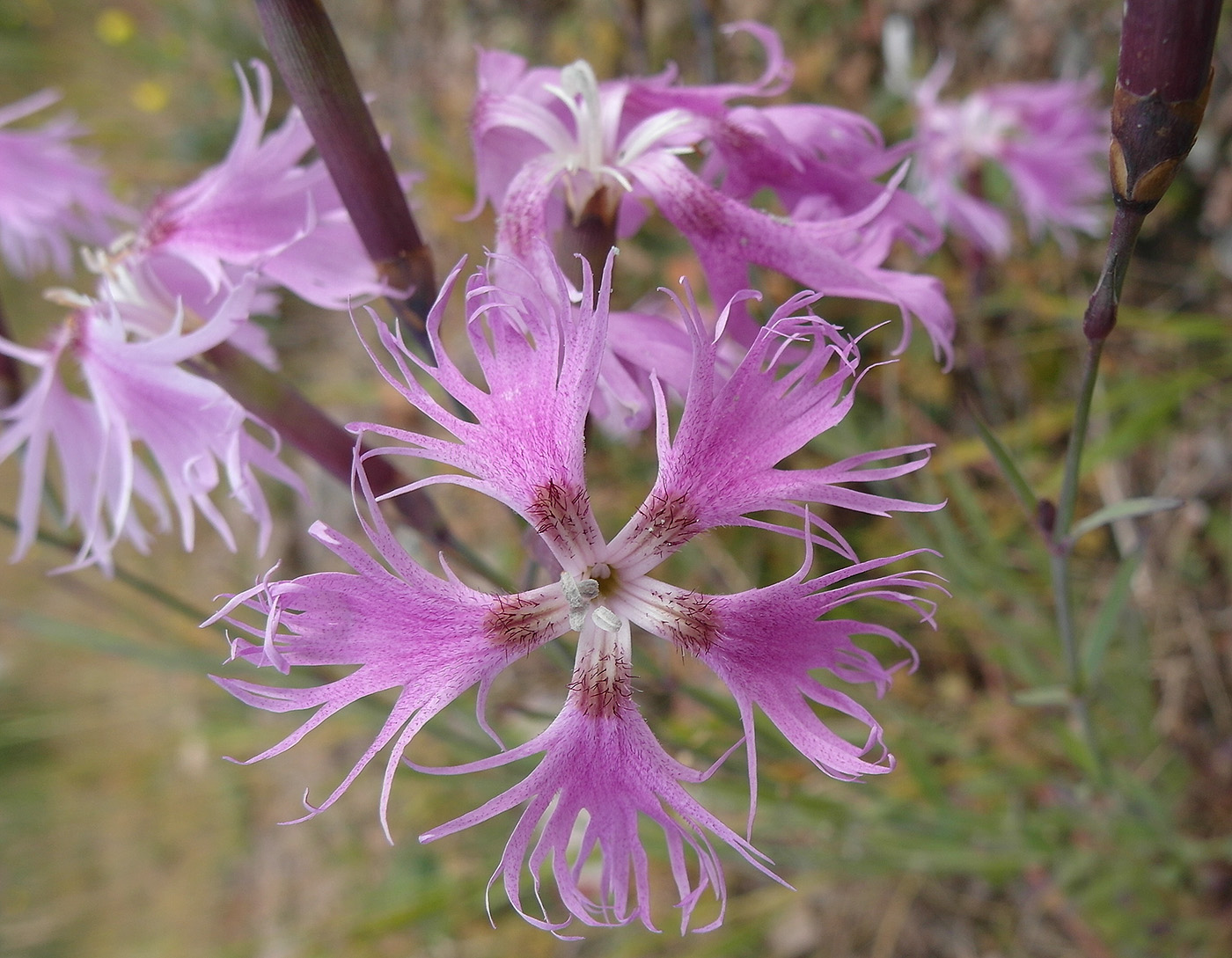 Изображение особи Dianthus superbus.