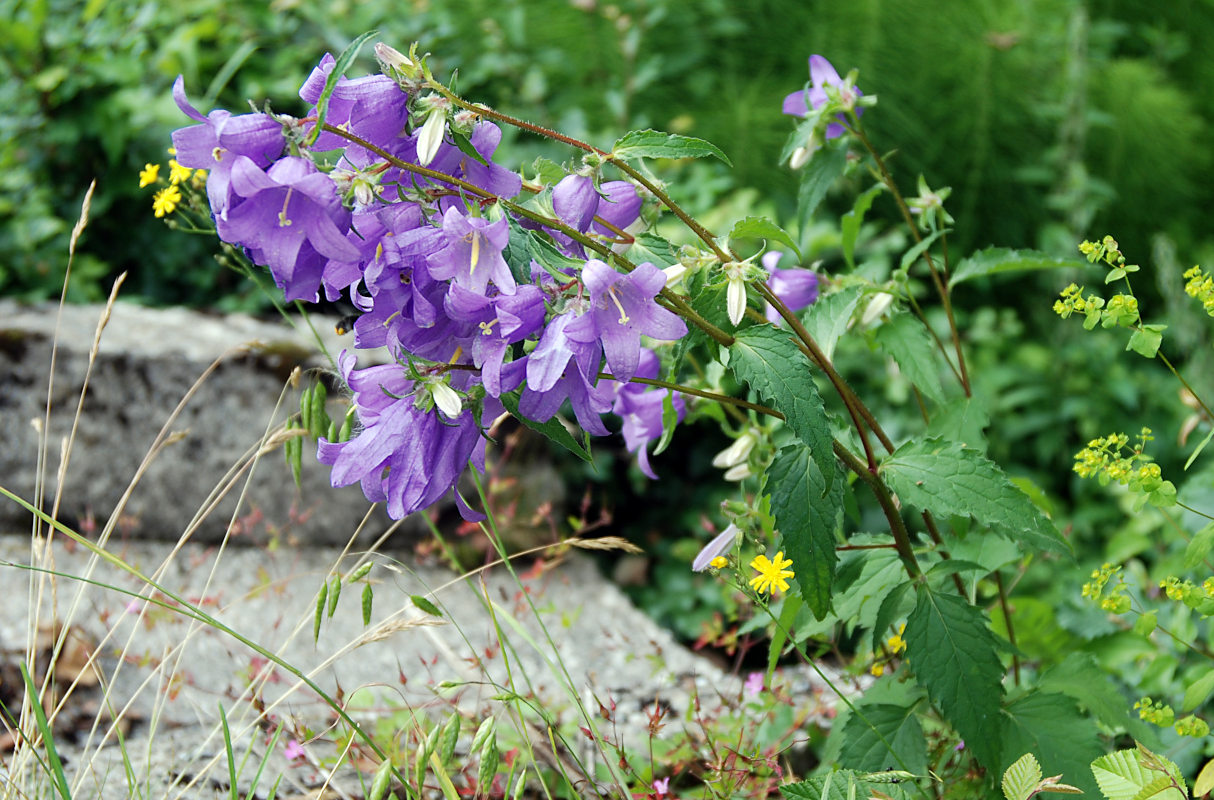 Image of Campanula trachelium specimen.