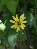 Tragopogon reticulatus. Соцветие. Чечня, Шаройский р-н, западный склон пер. Цумандинский, выс. ок. 2150 м н.у.м., опушка небольшого леса. 24 июня 2024 г.