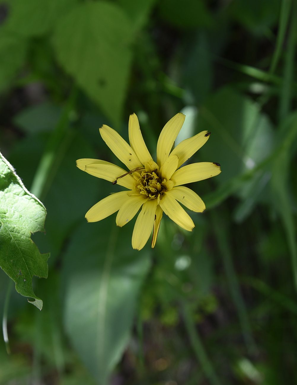 Image of genus Tragopogon specimen.