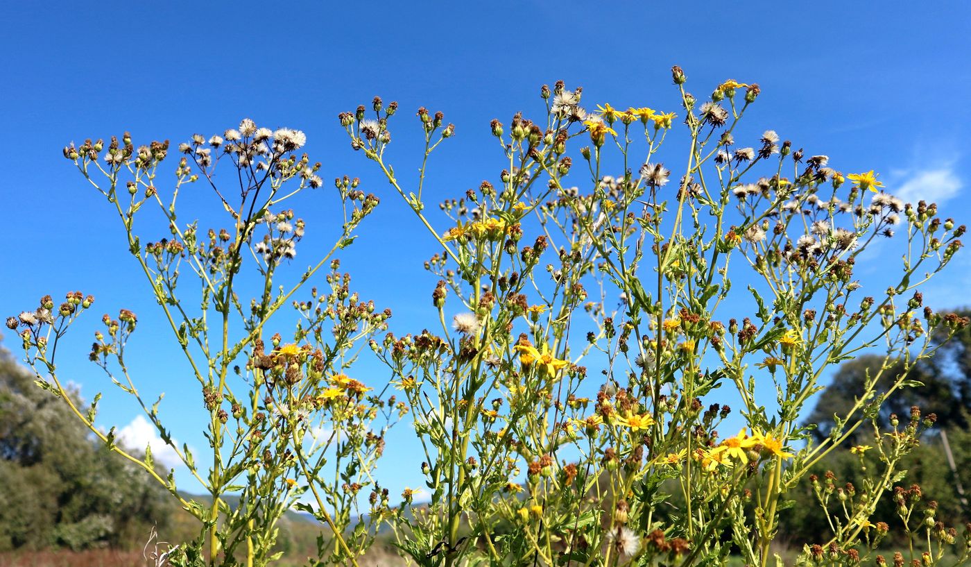 Image of Senecio grandidentatus specimen.