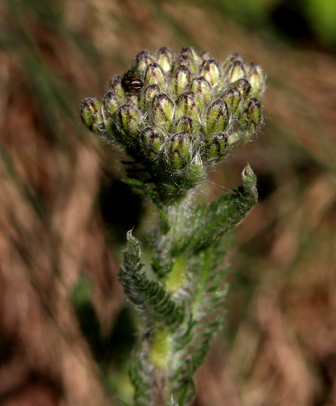 Изображение особи Achillea tomentosa.