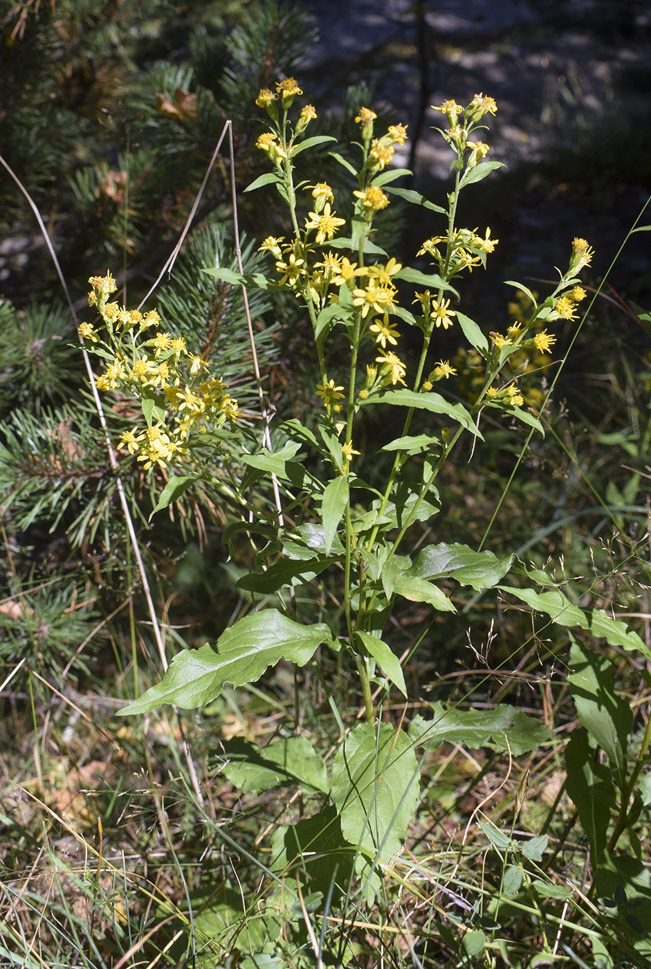 Изображение особи Solidago virgaurea.