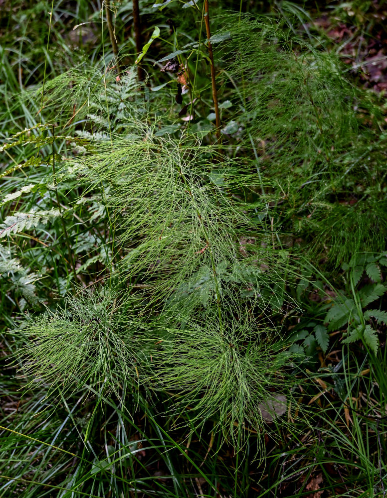 Image of Equisetum sylvaticum specimen.