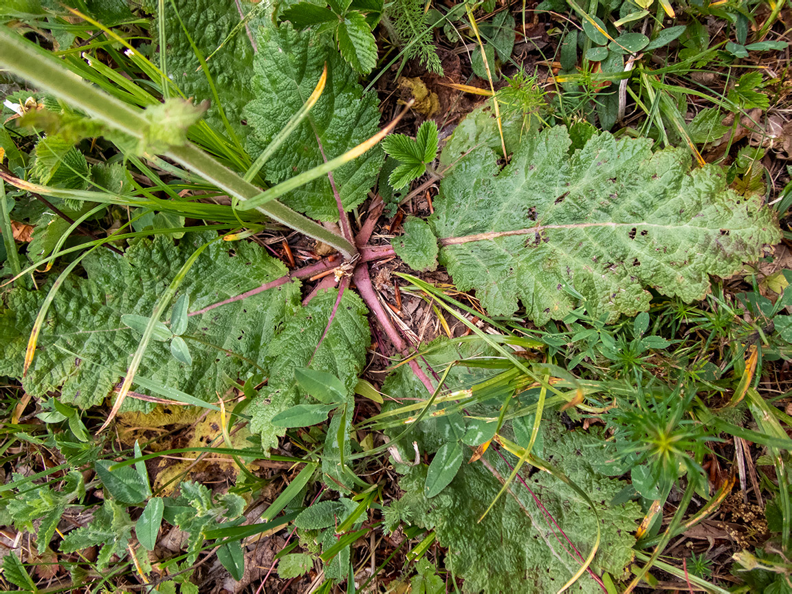 Image of Salvia austriaca specimen.