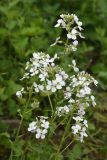 Hesperis voronovii